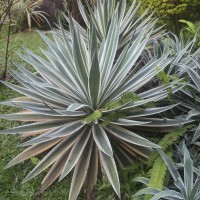 Agave angustifolia Haw.